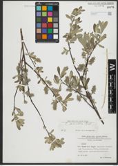 Foto von Salix salviifolia Brot.